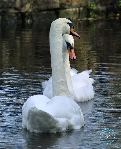 Mute Swan 9P51D-049.JPG